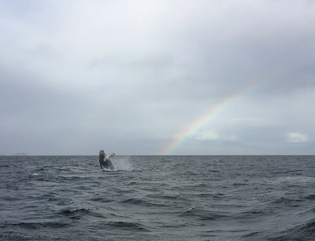 Humpback whale breaching off Carlos III Island
