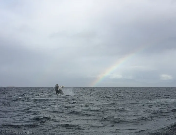 Humpback whale breaching off Carlos III Island