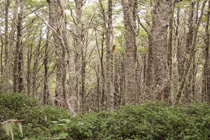 Lenga forest in Magallanes National Reserve