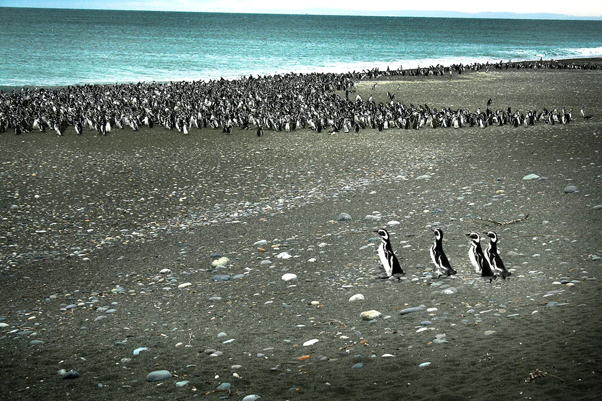 Magellanic penguin colony on the coast of Cabo Vírgenes