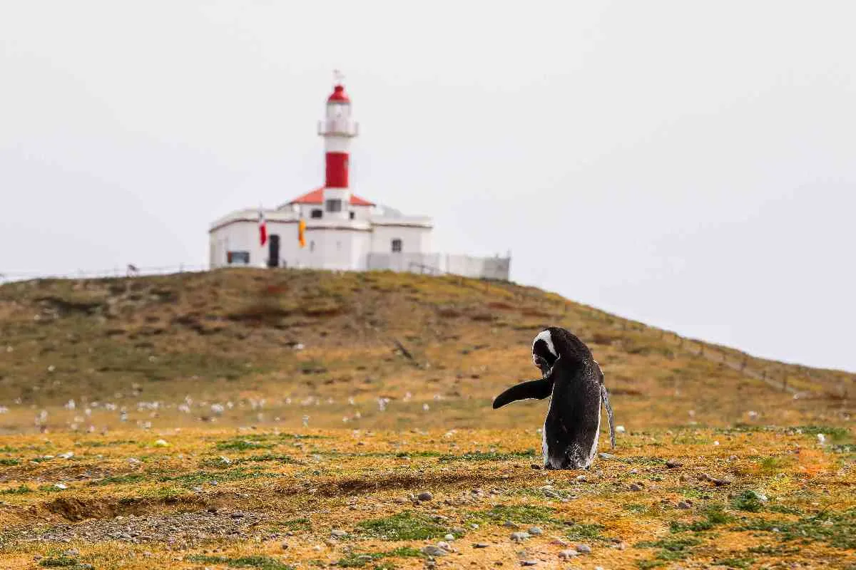 A black-and-white Magellanic penguin with the Magdalena Island lighthouse behind it