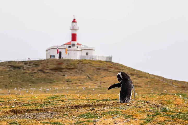 Magellanic penguin and lighthouse on Magdalena Island