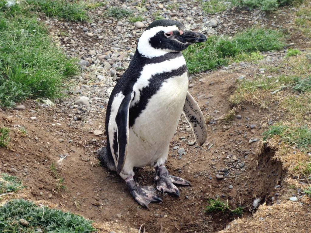 Magellanic penguin on Magdalena Island