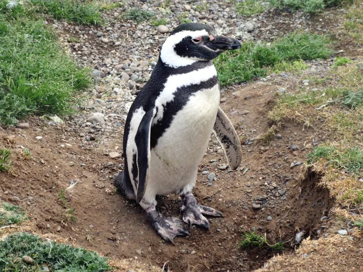 Magellanic penguin on Magdalena Island