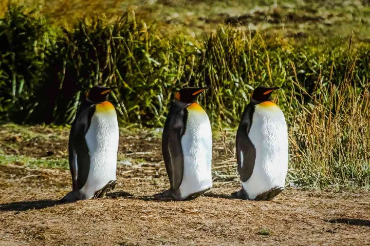 Three king penguins at Parque Pingüino Rey in Tierra del Fuego
