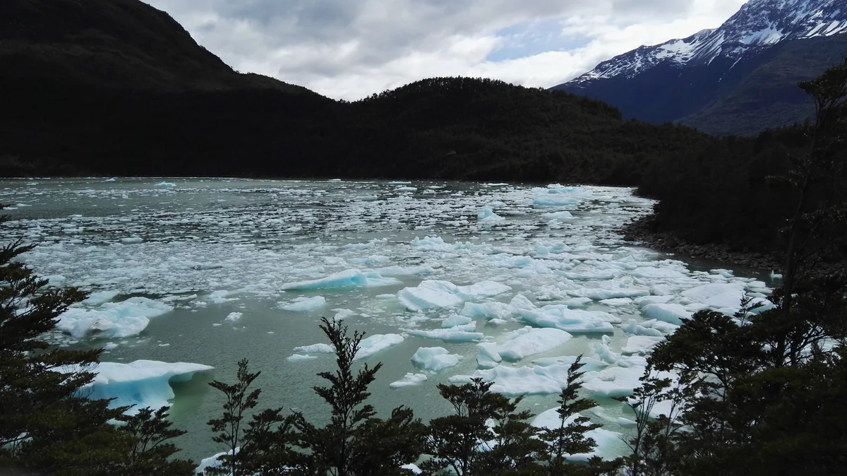 Ice floes in the forest-lined lagoon at Serrano Glacier